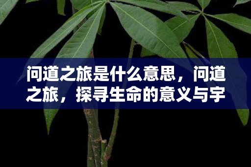 问道之旅是什么意思，问道之旅，探寻生命的意义与宇宙的奥秘