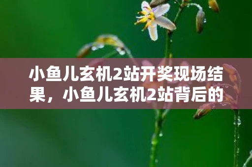小鱼儿玄机2站开奖现场结果，小鱼儿玄机2站背后的故事