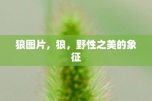 狼图片，狼，野性之美的象征