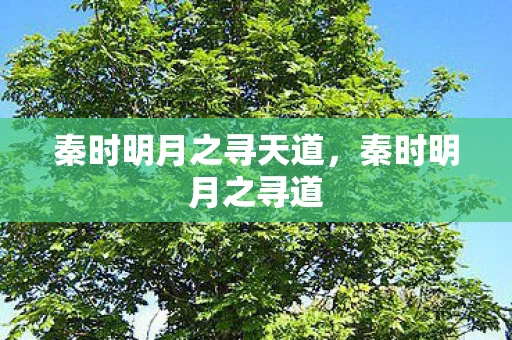 秦时明月之寻天道，秦时明月之寻道