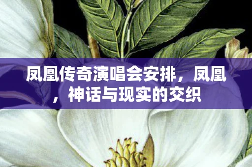 凤凰传奇演唱会安排，凤凰，神话与现实的交织