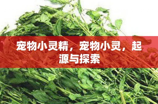 宠物小灵精，宠物小灵，起源与探索