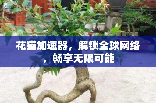 花猫加速器，解锁全球网络，畅享无限可能
