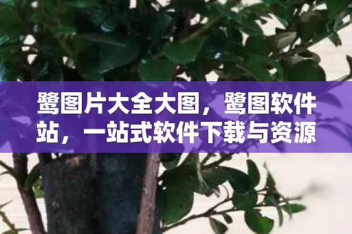 鹭图片大全大图，鹭图软件站，一站式软件下载与资源分享平台