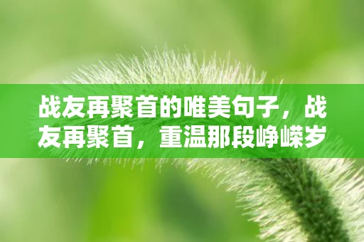 战友再聚首的唯美句子，战友再聚首，重温那段峥嵘岁月
