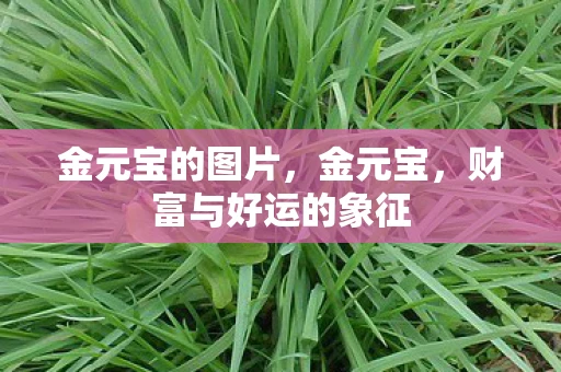 金元宝的图片，金元宝，财富与好运的象征