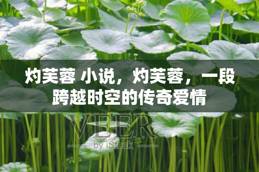 灼芙蓉 小说，灼芙蓉，一段跨越时空的传奇爱情