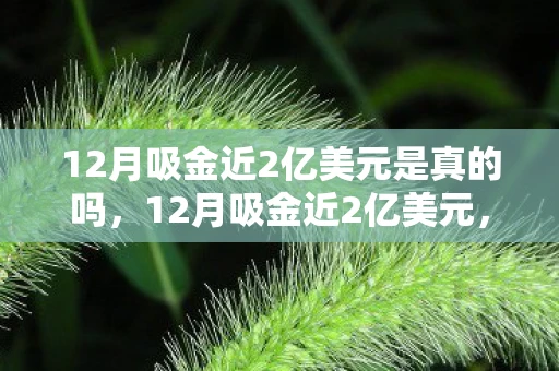 12月吸金近2亿美元是真的吗，12月吸金近2亿美元，揭秘背后的投资逻辑与趋势