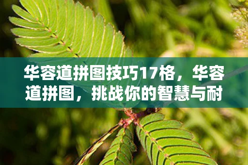 华容道拼图技巧17格，华容道拼图，挑战你的智慧与耐心