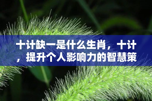 十计缺一是什么生肖，十计，提升个人影响力的智慧策略