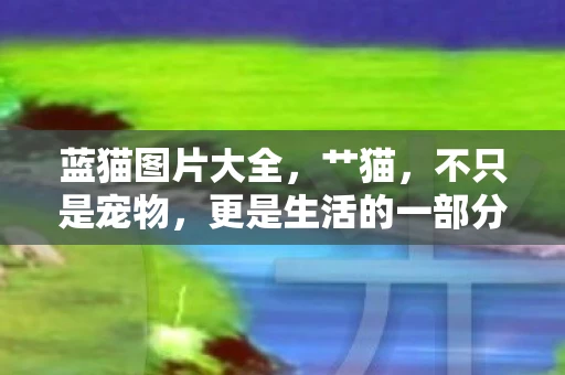 蓝猫图片大全，艹猫，不只是宠物，更是生活的一部分