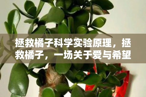 拯救橘子科学实验原理，拯救橘子，一场关于爱与希望的旅程