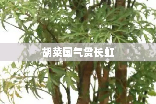 胡莱国气贯长虹 胡莱国气贯长虹