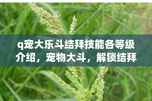 q宠大乐斗结拜技能各等级介绍，宠物大斗，解锁结拜技能的奇妙之旅