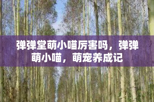 弹弹堂萌小喵厉害吗，弹弹萌小喵，萌宠养成记