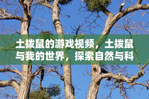 土拨鼠的游戏视频,土拨鼠与我的世界,探索自然与科技的奇妙融合 土拨鼠的游戏视频,土拨鼠与我的世界,探索自然与科技的奇妙融合