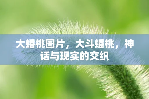 大蟠桃图片,大斗蟠桃,神话与现实的交织 大蟠桃图片,大斗蟠桃,神话与现实的交织