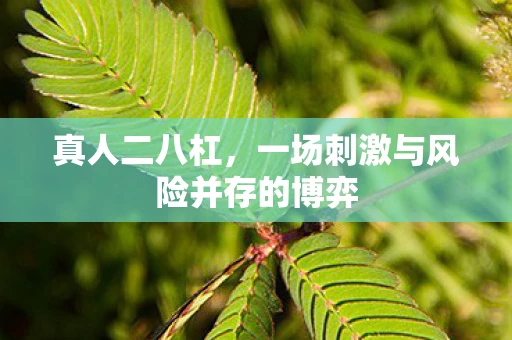 真人二八杠，一场刺激与风险并存的博弈