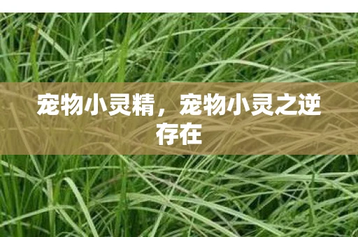 宠物小灵精,宠物小灵之逆存在 宠物小灵精,宠物小灵之逆存在