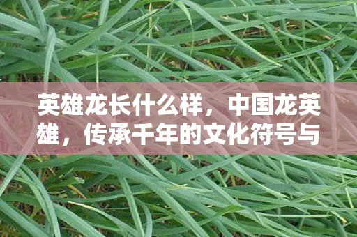 英雄龙长什么样，中国龙英雄，传承千年的文化符号与民族精神的象征