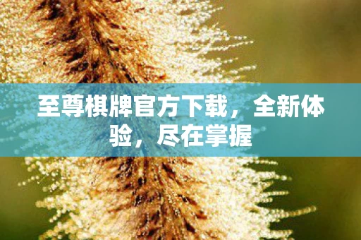 至尊棋牌官方下载图片