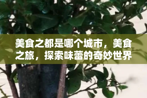 美食之都是哪个城市,美食之旅,探索味蕾的奇妙世界 美食之都是哪个城市,美食之旅,探索味蕾的奇妙世界