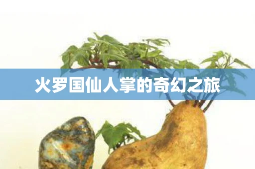 火罗国仙人掌的奇幻之旅 火罗国仙人掌的奇幻之旅