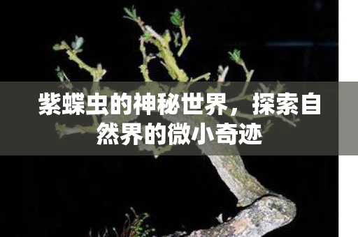 紫蝶虫的神秘世界，探索自然界的微小奇迹