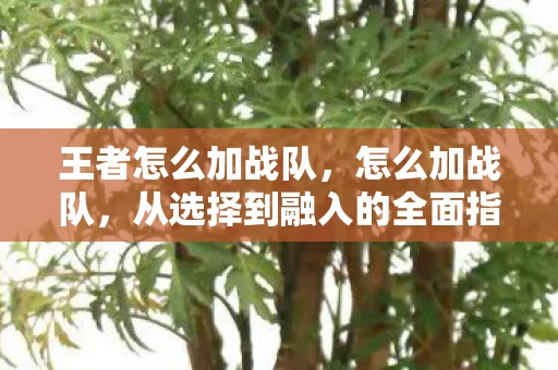 王者怎么加战队,怎么加战队,从选择到融入的全面指南 王者怎么加战队,怎么加战队,从选择到融入的全面指南