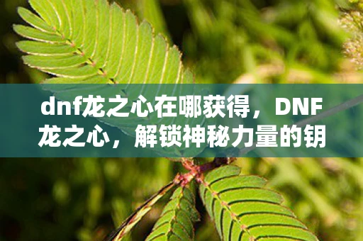 dnf龙之心在哪获得，DNF龙之心，解锁神秘力量的钥匙