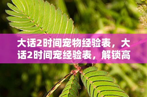 大话2时间宠物经验表，大话2时间宠经验表，解锁高效升级新策略