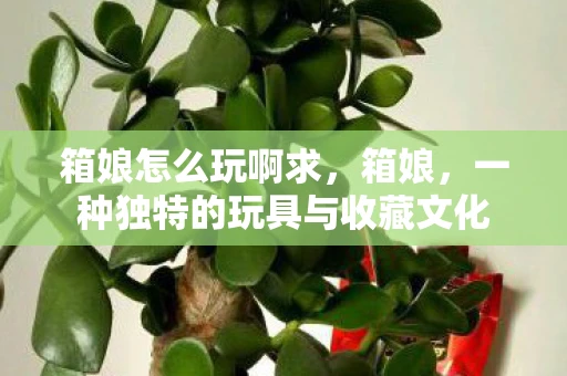 箱娘怎么玩啊求，箱娘，一种独特的玩具与收藏文化