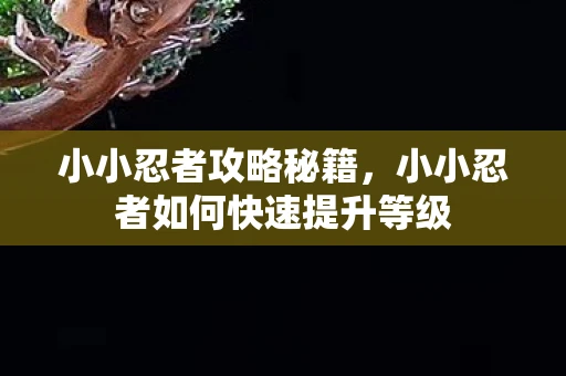 小小忍者攻略秘籍，小小忍者如何快速提升等级