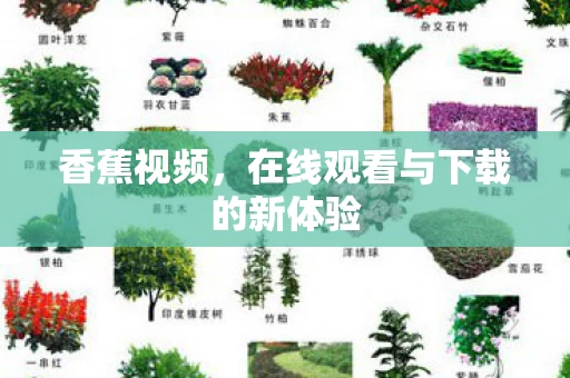 在线观看与下载的新体验图片