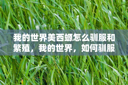 我的世界美西螈怎么驯服和繁殖,我的世界,如何驯服美西螈 我的世界美西螈怎么驯服和繁殖,我的世界,如何驯服美西螈