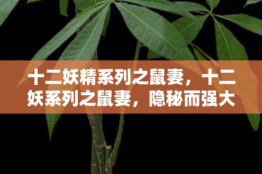 十二妖精系列之鼠妻，十二妖系列之鼠妻，隐秘而强大的存在