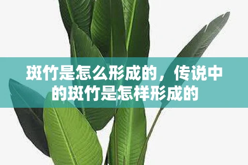 斑竹是怎么形成的,传说中的斑竹是怎样形成的 斑竹是怎么形成的,传说中的斑竹是怎样形成的