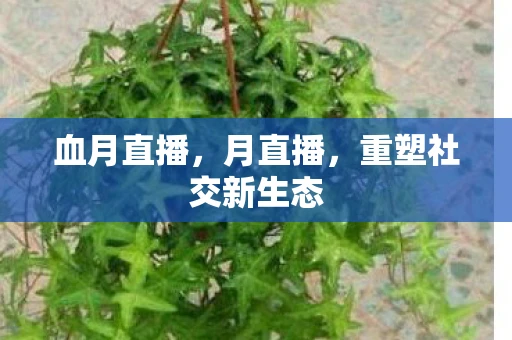 血月直播，月直播，重塑社交新生态