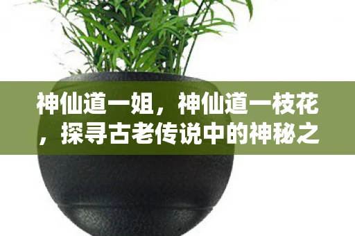 神仙道一姐，神仙道一枝花，探寻古老传说中的神秘之美