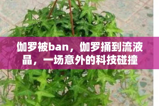 伽罗被ban,伽罗捅到流液晶,一场意外的科技碰撞 伽罗被ban,伽罗捅到流液晶,一场意外的科技碰撞