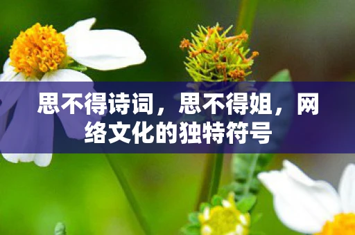 思不得诗词，思不得姐，网络文化的独特符号