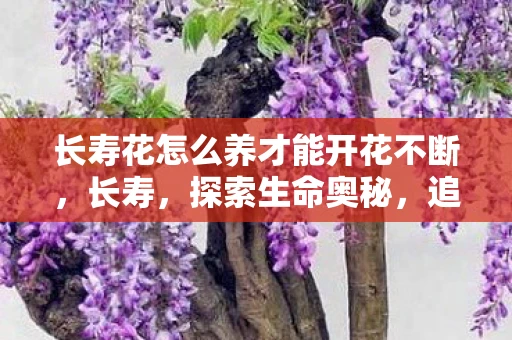 长寿花怎么养才能开花不断，长寿，探索生命奥秘，追寻健康之道