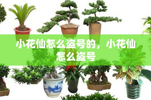 小花仙怎么盗号的，小花仙怎么盗号