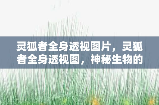 灵狐者全身透视图片，灵狐者全身透视图，神秘生物的科学探索