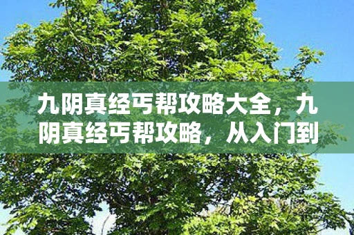 九阴真经丐帮攻略大全，九阴真经丐帮攻略，从入门到精通