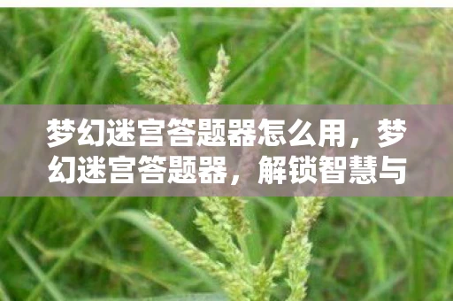 梦幻迷宫答题器怎么用，梦幻迷宫答题器，解锁智慧与冒险的钥匙