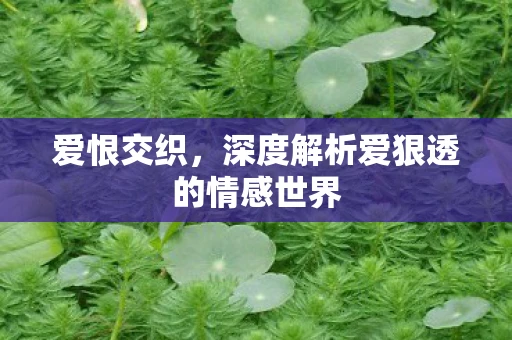 爱恨交织，深度解析爱狠透的情感世界
