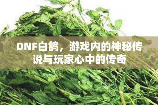 DNF白鸽,游戏内的神秘传说与玩家心中的传奇 DNF白鸽,游戏内的神秘传说与玩家心中的传奇