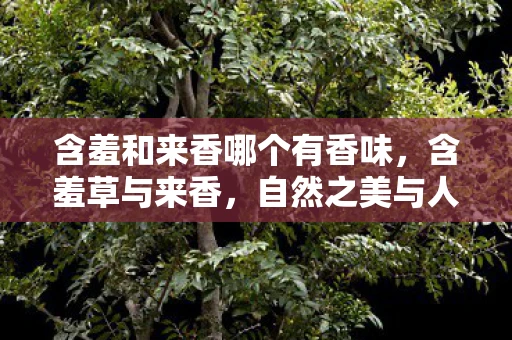 含羞和来香哪个有香味，含羞草与来香，自然之美与人文情感的交织