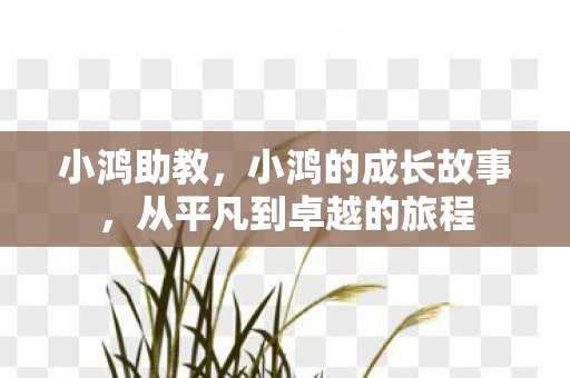 小鸿助教，小鸿的成长故事，从平凡到卓越的旅程